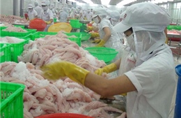 Khó khăn “bủa vây” ngành cá tra - Bài 2: Bất hợp lý trong chăn nuôi và xuất khẩu